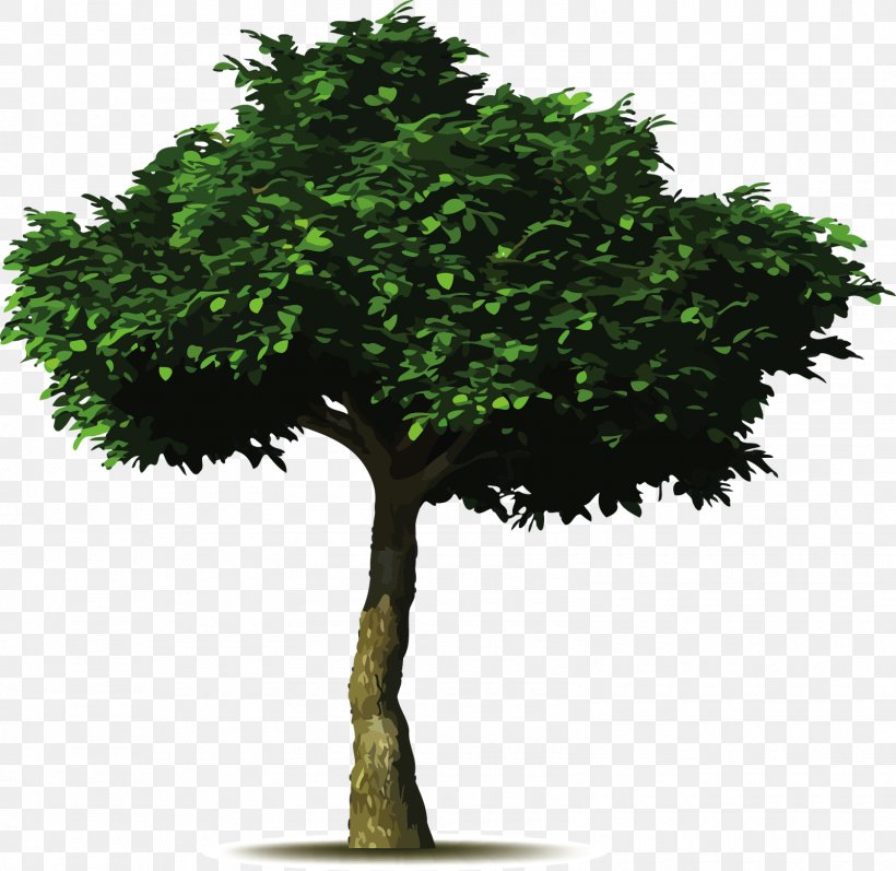 Common Fig Tree Planting Landscaping Pruning, PNG, 1600x1556px, Common Fig, Baobab, Branch, Fig Trees, Flowerpot Download Free