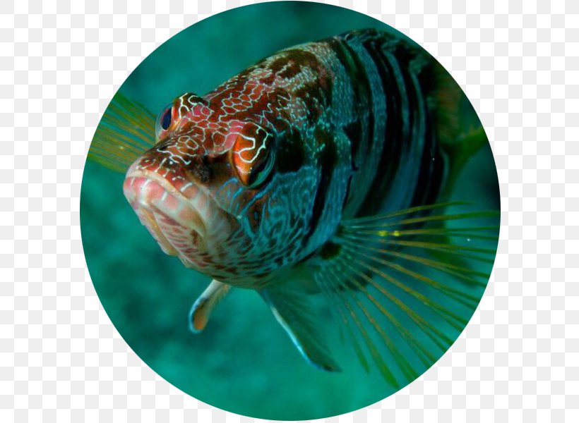 Marine Biology Fish, PNG, 626x600px, Marine Biology, Biology, Fish, Organism, Underwater Download Free