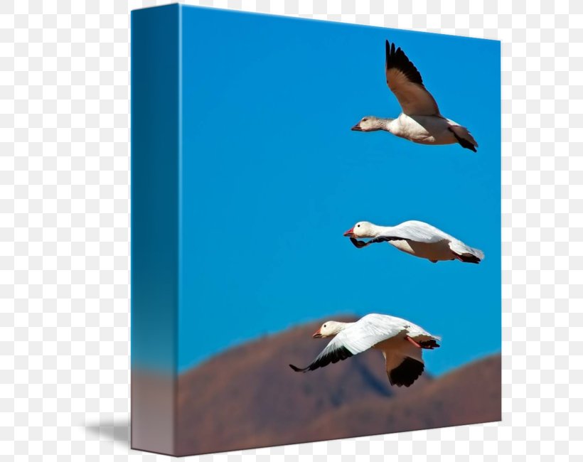 Water Bird Goose Flight Duck, PNG, 606x650px, Bird, Anatidae, Antwoord, Beak, Color Download Free