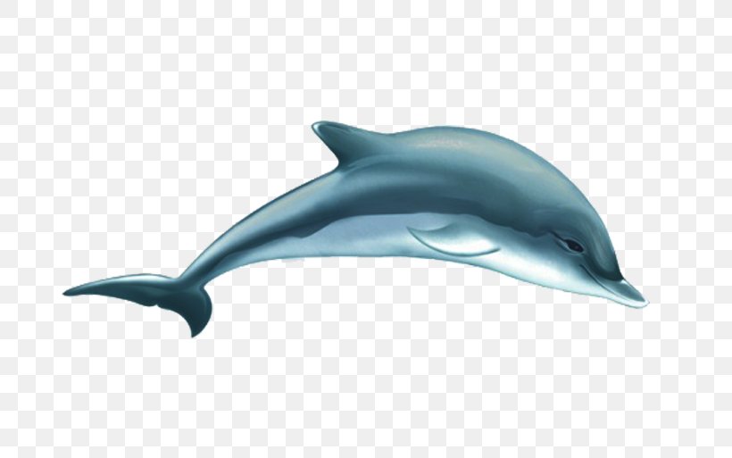 Common Bottlenose Dolphin Short-beaked Common Dolphin Tucuxi White-beaked Dolphin Wholphin, PNG, 760x513px, Common Bottlenose Dolphin, Cartoon, Dolphin, Fauna, Fin Download Free