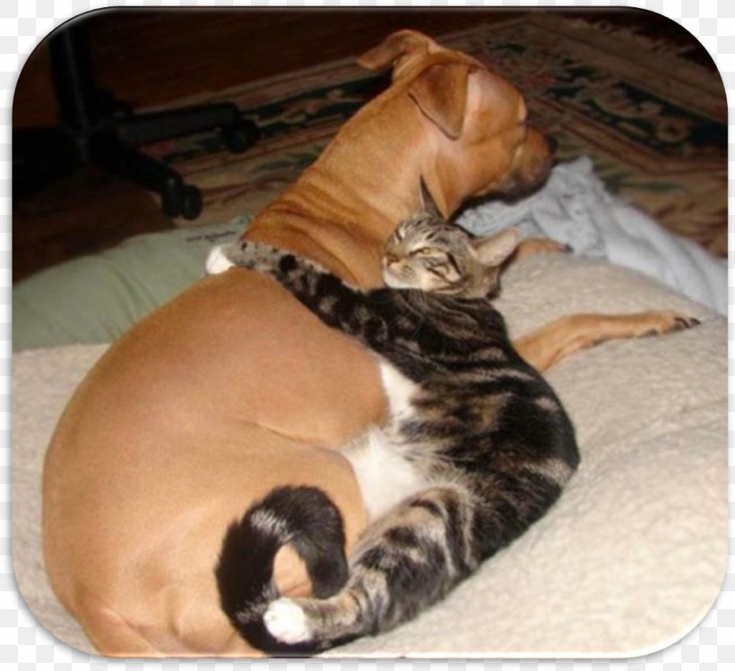 Dog–cat Relationship Kitten Puppy Labrador Retriever, PNG, 1112x1017px, Cat, Animal, Carnivoran, Cat Like Mammal, Cats Dogs Download Free
