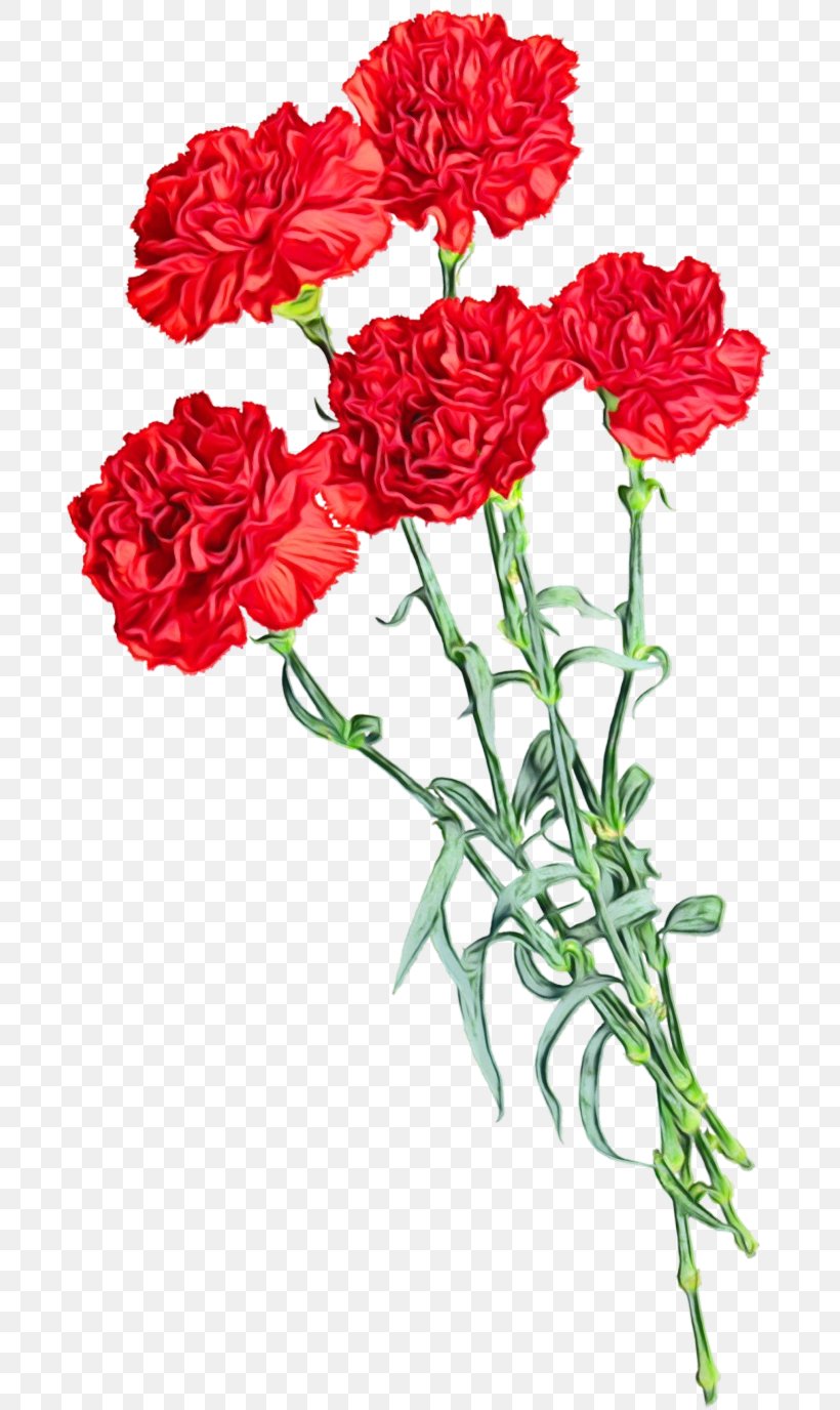Flower Plant Cut Flowers Red Carnation, PNG, 700x1376px, Watercolor, Carnation, Cut Flowers, Dianthus, Flower Download Free