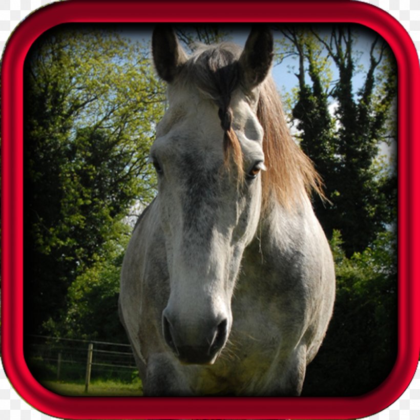 Irish Sport Horse Arabian Horse Equestrian Lusitano Saying, PNG, 1024x1024px, Irish Sport Horse, Andalusian Horse, Android, Arabian Horse, Collection Download Free