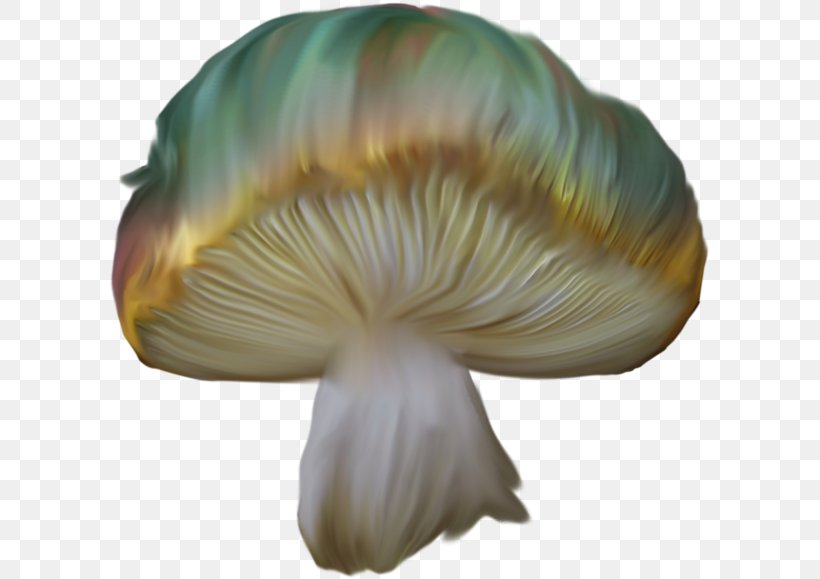 Oyster Mushroom Petal, PNG, 600x579px, Oyster Mushroom, Ingredient, Mushroom, Organism, Petal Download Free