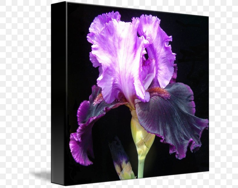 Cattleya Orchids Family Violet, PNG, 636x650px, Cattleya Orchids, Cattleya, Family, Flower, Flowering Plant Download Free