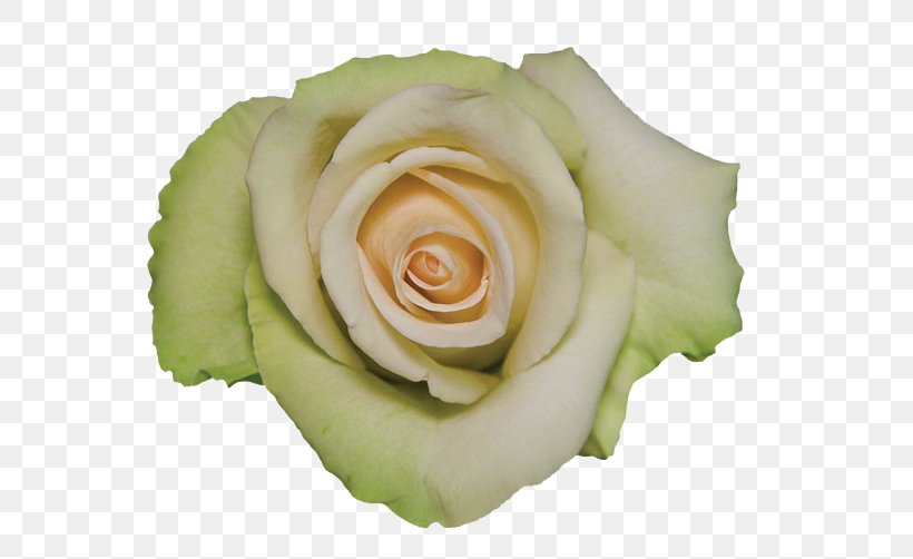 Garden Roses Petal Pink, PNG, 575x502px, Garden Roses, Amarillo, Carpe Diem, Cut Flowers, Facial Redness Download Free