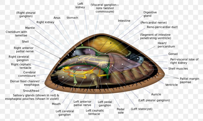 Limpet Anatomy Turtle Bathyacmaea Secunda Patellogastropoda, PNG, 1502x897px, Watercolor, Cartoon, Flower, Frame, Heart Download Free