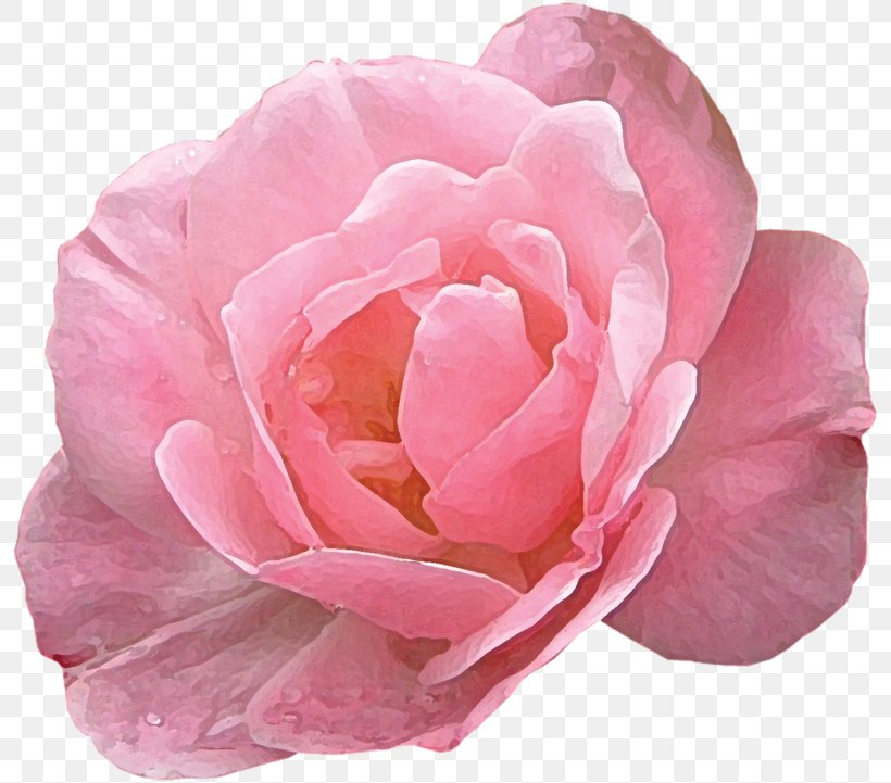 Modern Roses Garden Roses Pink Flower Hybrid Tea Rose, PNG, 800x721px, Garden Roses, Beach Rose, Camellia, China Rose, Common Sunflower Download Free