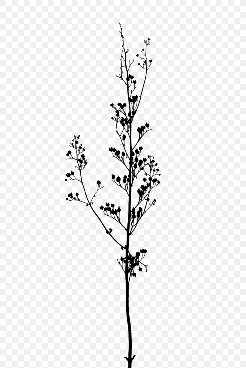 Branch Twig A Buddhist Spectrum Clip Art, PNG, 1024x1528px, Branch, Black And White, Buddhist Spectrum, Flora, Flower Download Free