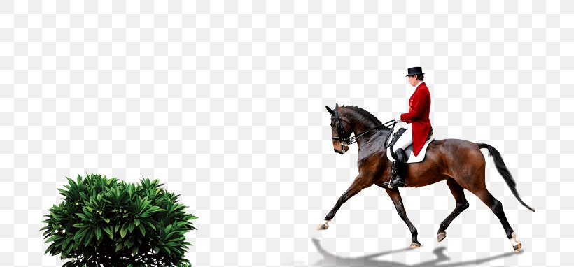 Horse 2014 FEI World Equestrian Games Equestrianism Dressage, PNG, 709x382px, Horse, Animal Training, Bit, Bridle, Deviantart Download Free