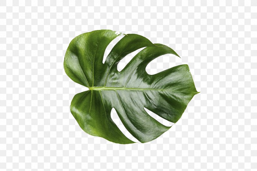 Leaf Swiss Cheese Plant Mockup, PNG, 1160x774px, Leaf, Art, Creative Market, Mockup, Philodendron Download Free