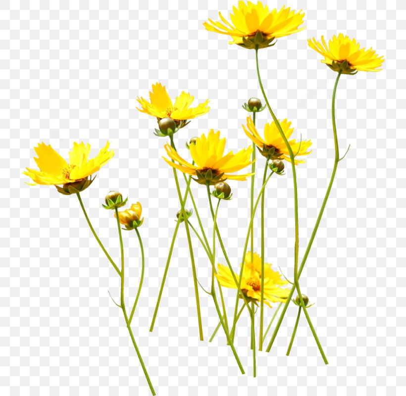Flower Yellow Clip Art, PNG, 735x800px, Flower, Annual Plant, Chamaemelum Nobile, Chrysanthemum, Chrysanths Download Free