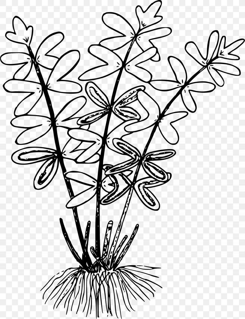 Line Art Drawing Cliffbrake Clip Art, PNG, 1845x2400px, Line Art, Black And White, Botanical Illustration, Branch, Cliffbrake Download Free
