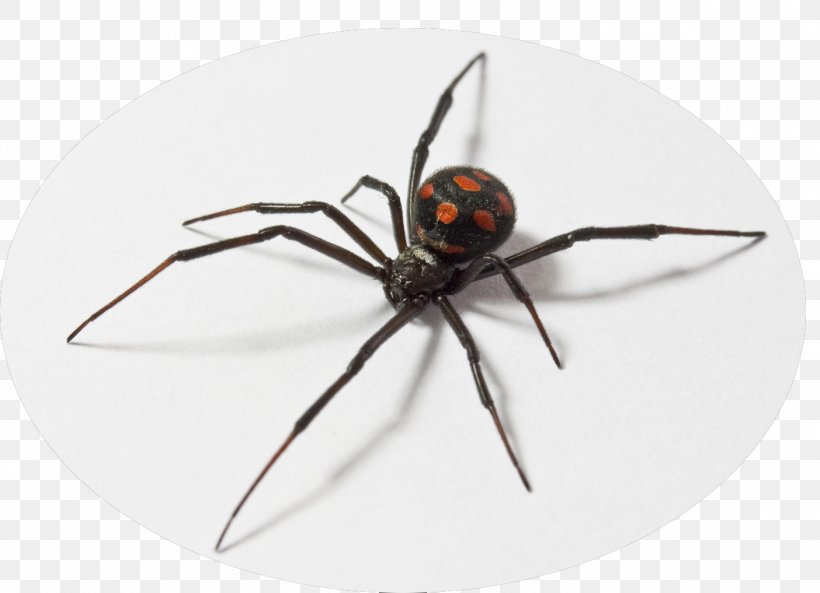Spider Latrodectus Tredecimguttatus Southern Black Widow Dinosaur Planet Nesticodes, PNG, 1404x1017px, Spider, Animal, Arachnid, Armed Spiders, Arthropod Download Free