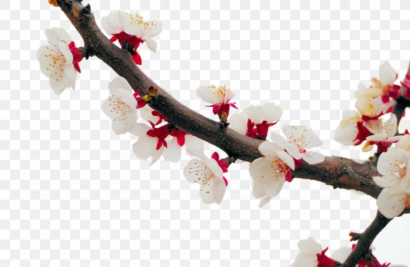 Cherry Blossom Apricot Plum Flower, PNG, 1024x669px, Cherry Blossom, Apricot, Blossom, Branch, Cherry Download Free