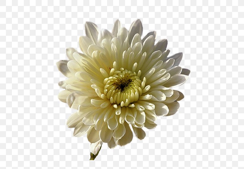 Chrysanthemum Transvaal Daisy Nursery Rhyme Cut Flowers Star, PNG, 567x567px, Chrysanthemum, Astrophysics, Chrysanths, Cut Flowers, Daisy Family Download Free