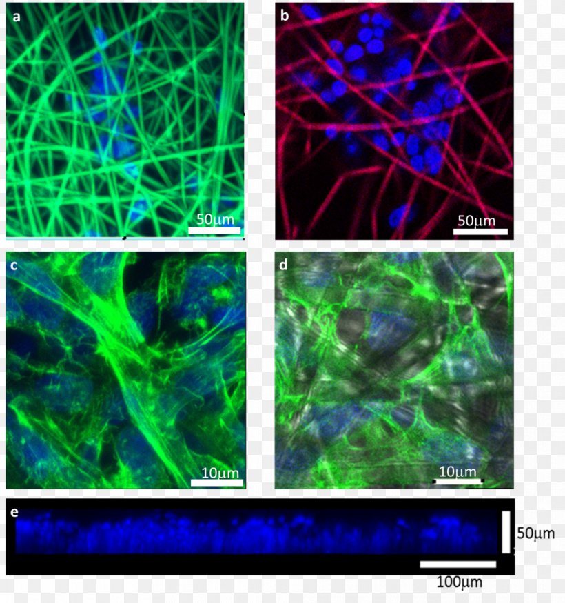 Electrospinning 3D Cell Culture Staining Confocal Microscopy, PNG, 959x1024px, Electrospinning, Actin, Cell, Cell Culture, Confocal Microscopy Download Free