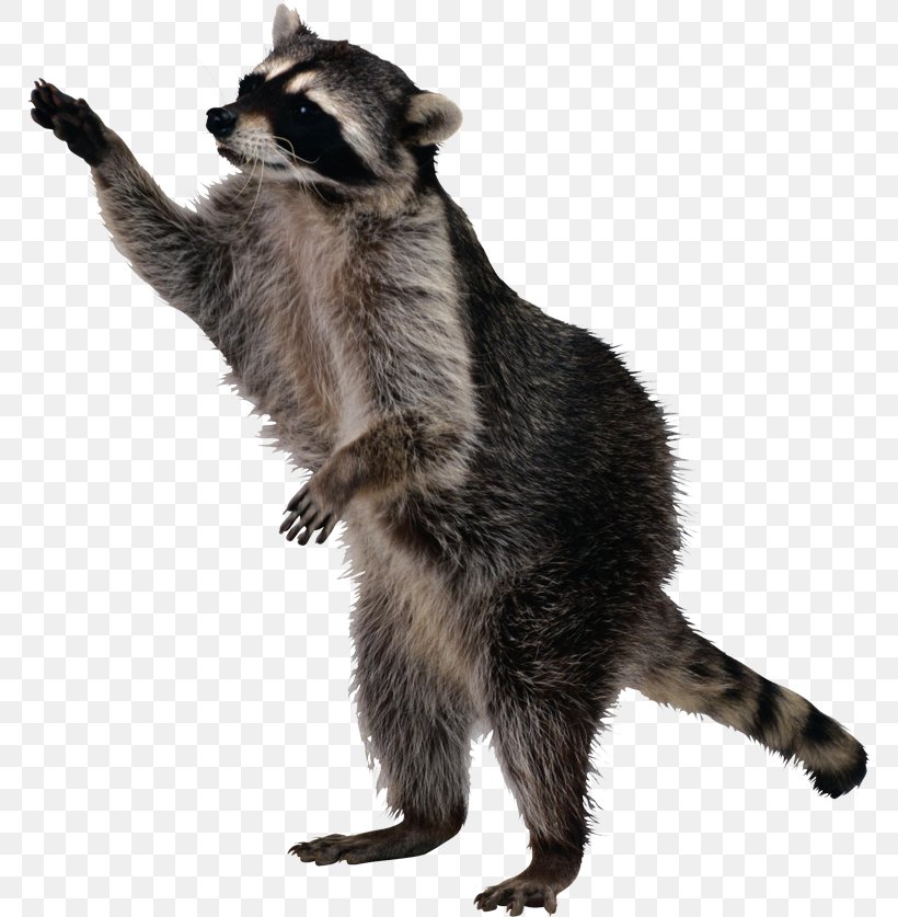 Raccoon Squirrel Skunk, PNG, 770x837px, Raccoon, Animal, Carnivoran, Fur, Japanese Raccoon Dog Download Free
