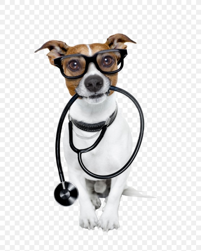 Dog Cat Pet Veterinarian Health, PNG, 683x1024px, Dog, Brazilian Terrier, Canidae, Carnivore, Cat Download Free