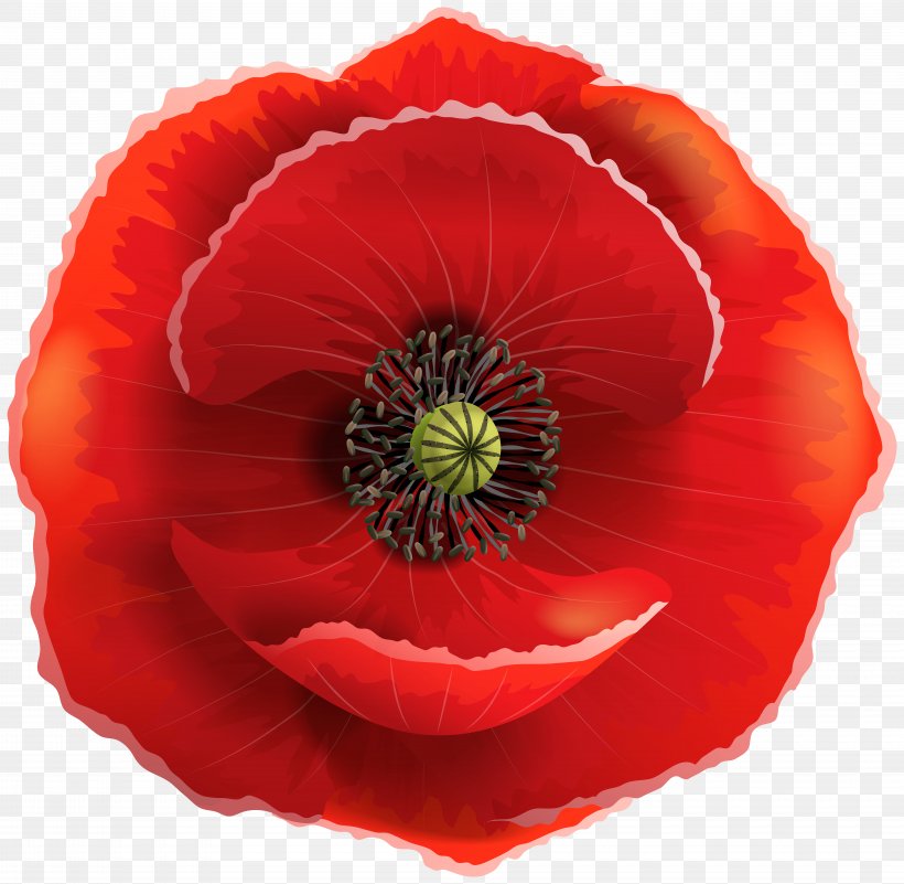 Poppy Flowers Clip Art, PNG, 8000x7822px, Poppy, Armistice Day, Bud, Common Poppy, Coquelicot Download Free