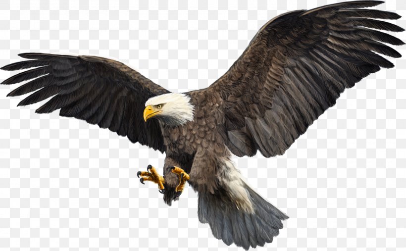 Bald Eagle Bird Hawk Par Sefid, PNG, 1600x990px, Bald Eagle, Accipitriformes, Animal, Beak, Bird Download Free