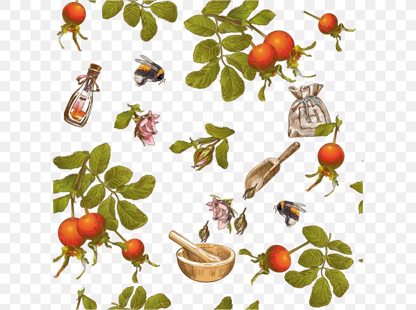 Berry Royalty-free Illustration, PNG, 612x612px, Berry, Branch, Drawing, Food, Fruit Download Free