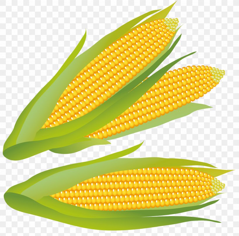 Corn On The Cob Maize Sweet Corn Clip Art, PNG, 4172x4125px, Corn On The Cob, Commodity, Corn Kernels, Corncob, Drawing Download Free