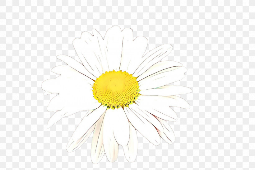 Daisy, PNG, 2448x1632px, White, Camomile, Chamomile, Daisy, Flower Download Free