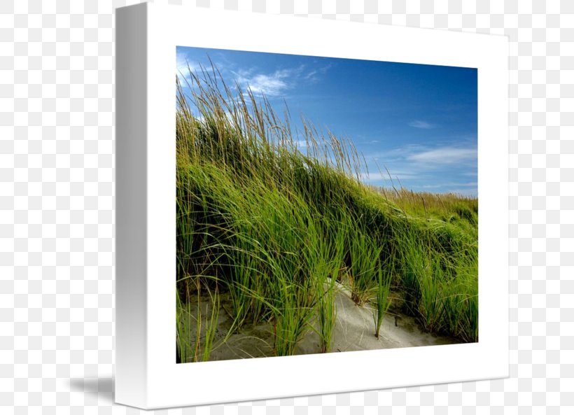 Ecosystem Meadow Energy Picture Frames, PNG, 650x593px, Ecosystem, Energy, Grass, Grass Family, Landscape Download Free
