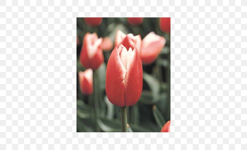 Tulip Petal Close-up Plant Stem, PNG, 500x500px, Tulip, Bud, Closeup, Flower, Flowering Plant Download Free