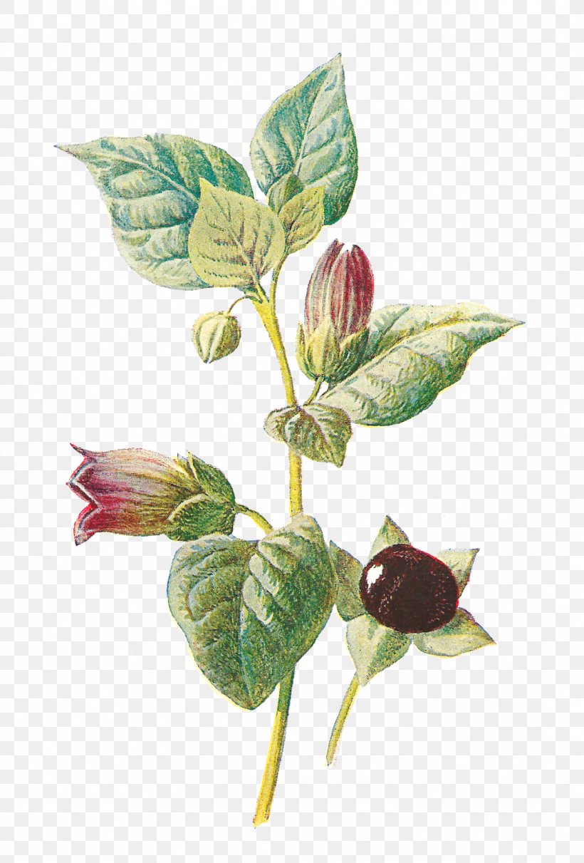 Belladonna Botany Plant Flower Botanical Illustration, PNG, 1083x1600px, Belladonna, Asphodeline Lutea, Asphodelus, Asphodelus Albus, Atropa Download Free