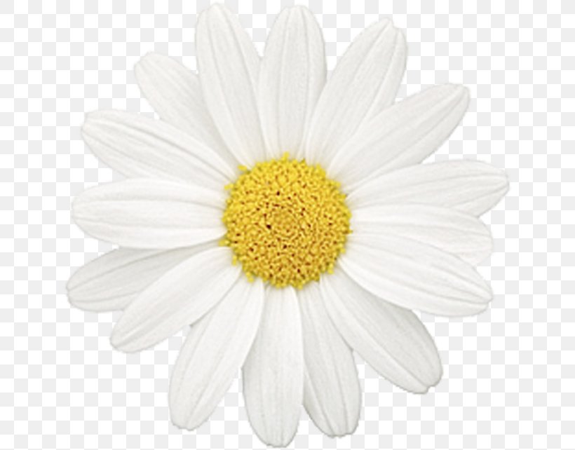 Common Daisy Flower Chamomile Oxeye Daisy Daisy Family, PNG, 640x642px, Common Daisy, Aster, Chamaemelum Nobile, Chamomile, Chrysanths Download Free
