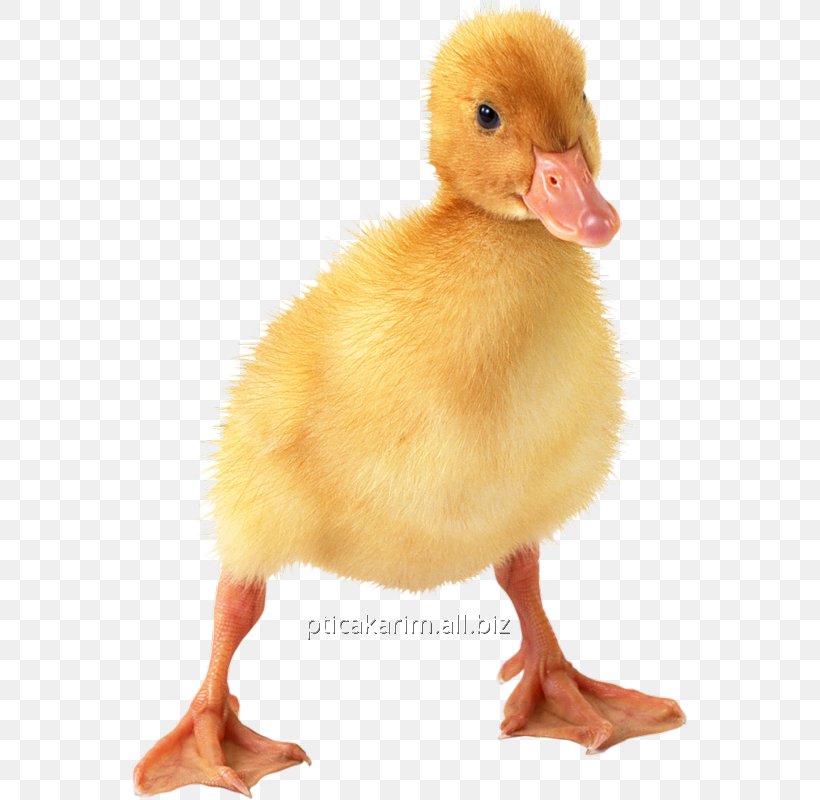 Little Yellow Duck Project Clip Art Transparency, PNG, 555x800px, Duck, Beak, Bird, Clipping Path, Display Resolution Download Free