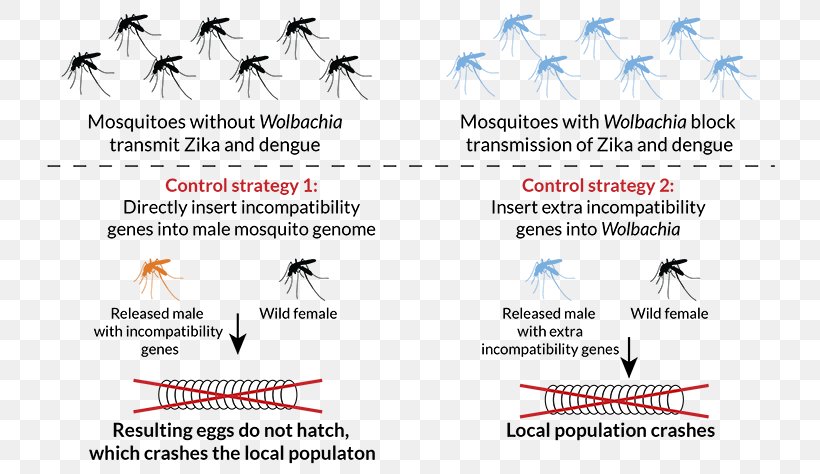 Mosquito Genetic Engineering Science Technology, PNG, 730x474px, Mosquito, Animal, California, Diagram, Engineering Download Free