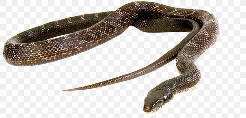 Snake Green Anaconda Reptile Vipers Cobra, PNG, 1700x820px, Snake, Anaconda, Animal, Boa Constrictor, Boas Download Free