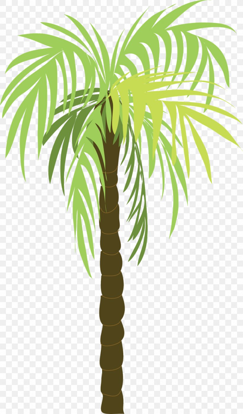 Coconut Arecaceae, PNG, 938x1600px, Coconut, Arecaceae, Arecales, Asian Palmyra Palm, Borassus Flabellifer Download Free