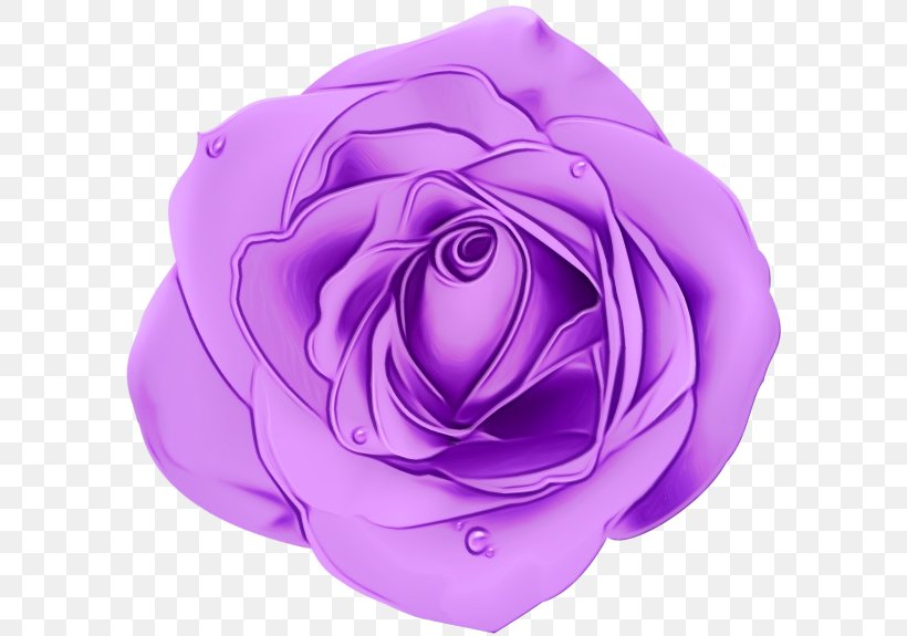 Garden Roses, PNG, 600x575px, Watercolor, Flower, Garden Roses, Hybrid Tea Rose, Lavender Download Free