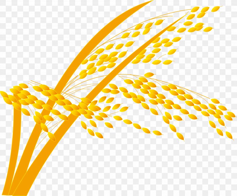 Rice Gadu Paddy Field, PNG, 2815x2336px, Rice Gadu, Commodity, Gratis, Oryza Sativa, Paddy Field Download Free