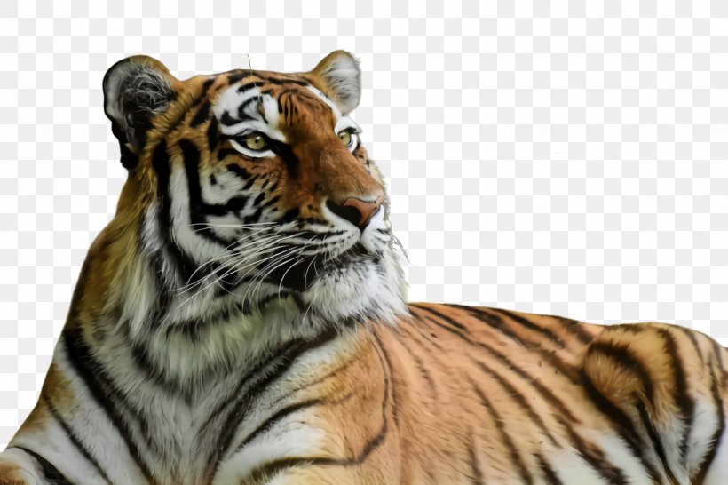 Tiger Wildlife Bengal Tiger Siberian Tiger Terrestrial Animal, PNG, 2448x1632px, Tiger, Bengal Tiger, Siberian Tiger, Terrestrial Animal, Whiskers Download Free