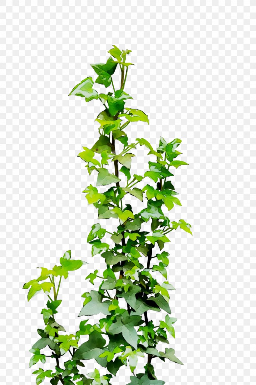 Clip Art Common Ivy Illustration Vine Drawing, PNG, 1136x1704px, Common Ivy, Aquarium Decor, Branch, Digital Art, Digital Illustration Download Free