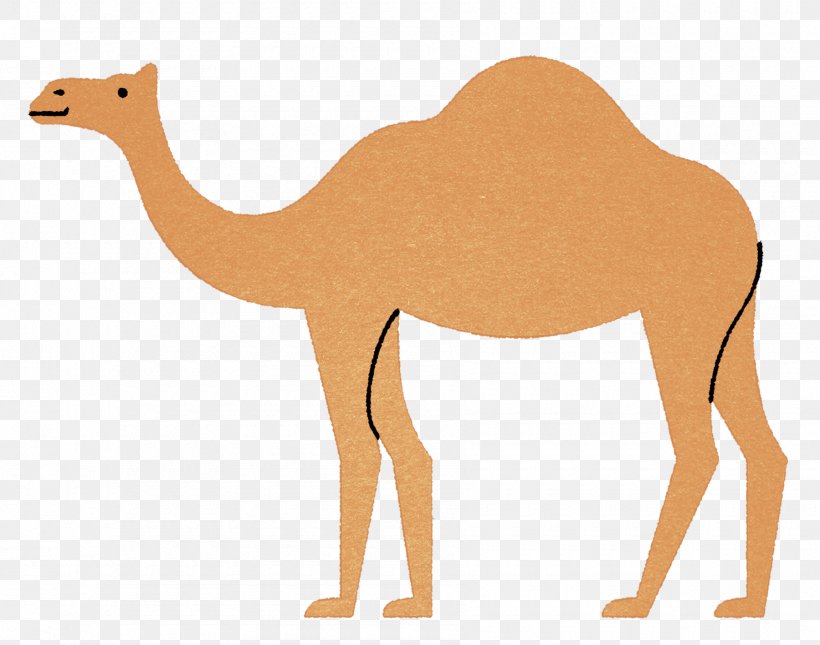 Dromedary Fauna Pack Animal Ecoregion Graphic Design, PNG, 1800x1418px, Dromedary, Animal, Animal Figure, Arabian Camel, Camel Download Free