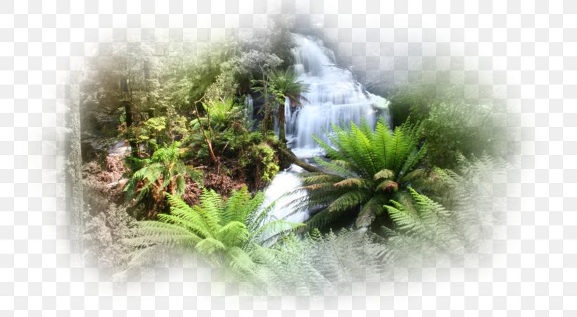 Flora Vegetation Triplet Falls Water Desktop Wallpaper, PNG, 800x450px, Flora, Computer, Grass, Plant, Tree Download Free