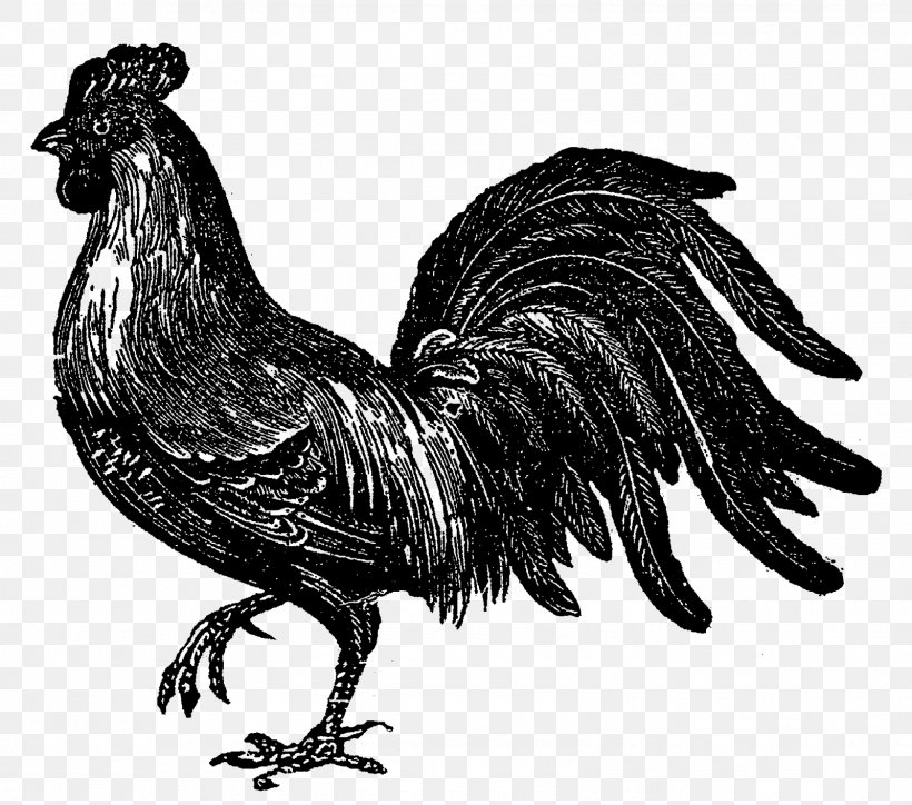 Rooster Chicken Image Drawing Illustration, PNG, 1600x1414px, Rooster, Antique, Art, Beak, Bird Download Free