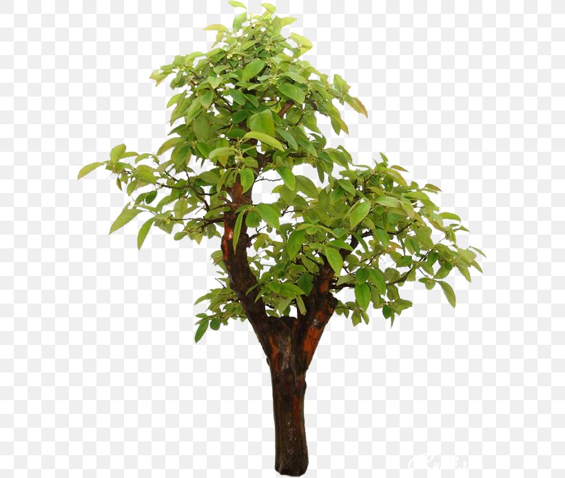 Tree Branch Bonsai Chinese Sweet Plum Japanese Maple, PNG, 595x693px, Tree, Bonsai, Branch, Chinese Sweet Plum, Digital Image Download Free