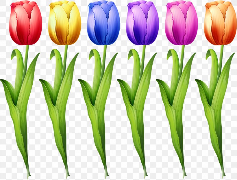 Tulip Euclidean Vector Flower Illustration, PNG, 3029x2303px, Tulip, Cut Flowers, Floristry, Flower, Flowering Plant Download Free