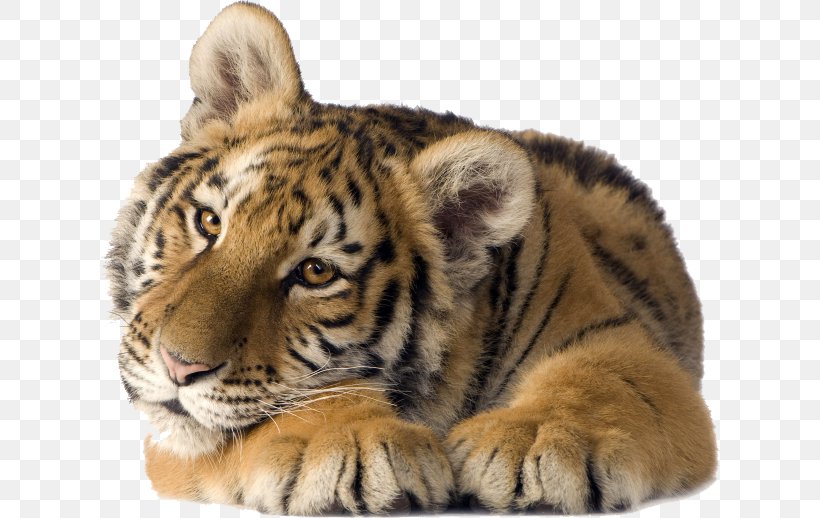 Cat Desktop Wallpaper Lion Siberian Tiger, PNG, 621x518px, Cat, Animal, Big Cats, Carnivoran, Cat Like Mammal Download Free