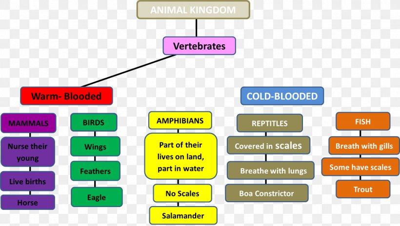 Concept Map Invertebrate Animal, PNG, 1554x883px, Concept Map, Animal,  Animal Cognition, Animal Locomotion, Area Download Free