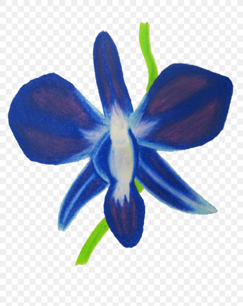 Moth Orchids Drawing Blue, PNG, 774x1032px, Orchids, Blue, Cobalt Blue, Deviantart, Drawing Download Free