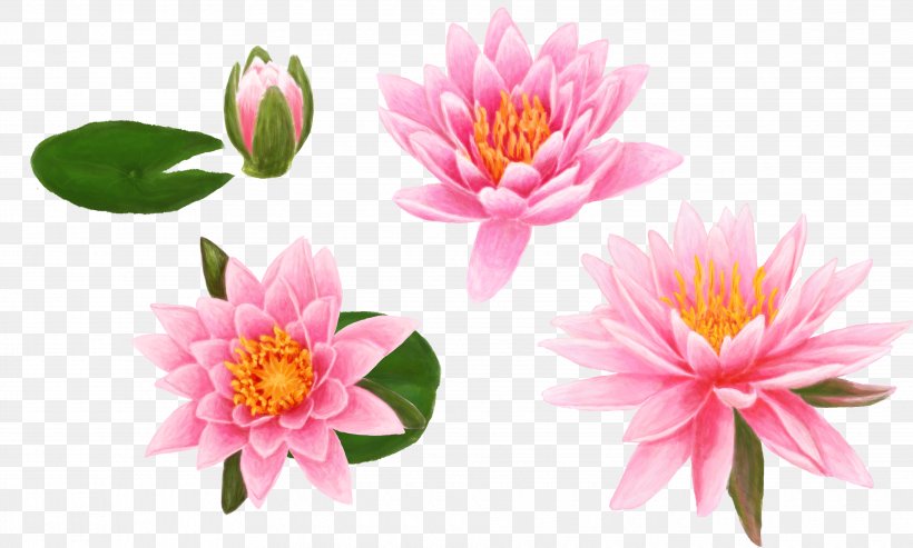 Egyptian Lotus High-definition Television Desktop Wallpaper Lilium High-definition Video, PNG, 3865x2324px, 4k Resolution, Egyptian Lotus, Annual Plant, Aquatic Plant, Bud Download Free