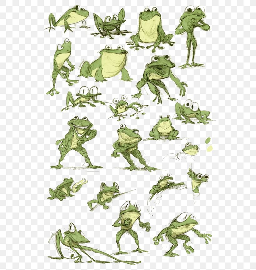 Frog Model Sheet Character Drawing, PNG, 564x864px, Frog, Amphibian, Art,  Branch, Cartoon Download Free